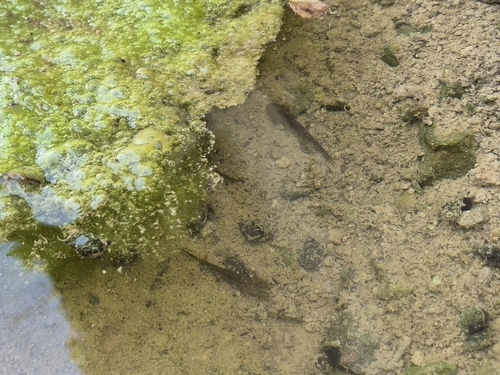 Kori salamander