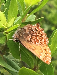 Callophrys eryphon