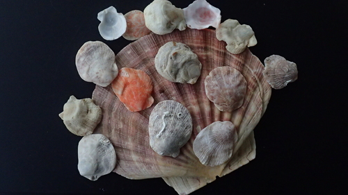 Humpback Scallop