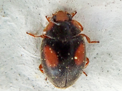 Scymnus frontalis