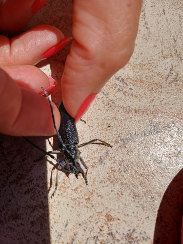 Capricorn beetle