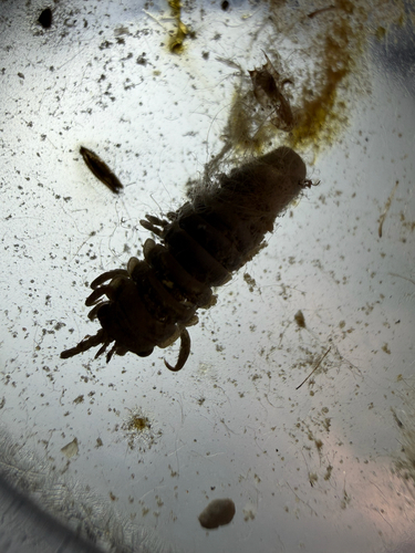 Metallic Isopod