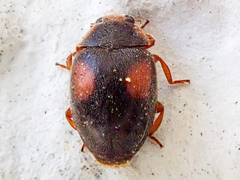 Scymnus frontalis