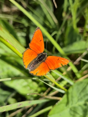 Lycaena dispar