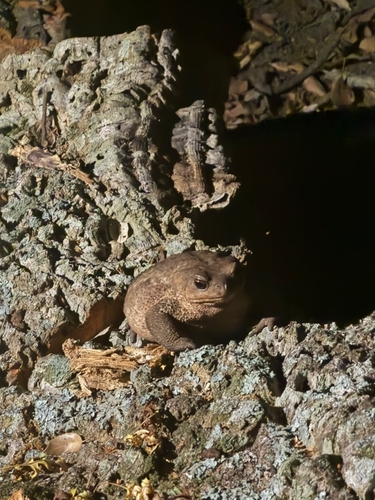 Spiny Toad