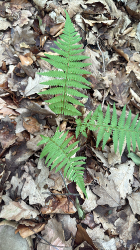 male fern