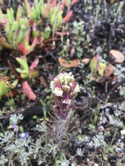Castilleja exserta latifolia