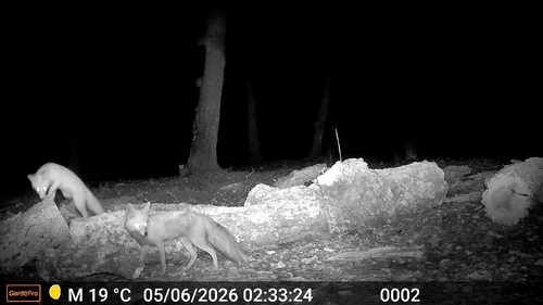 Red Fox
