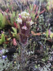 Castilleja exserta latifolia