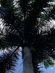 Roystonea borinquena