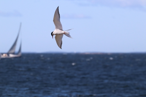 iNaturalist image