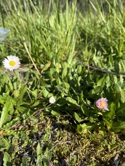 Erigeron glaucus