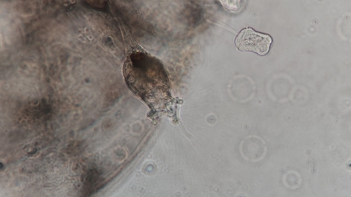 Collotheca ornata