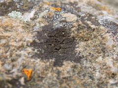 Acarospora versicolor