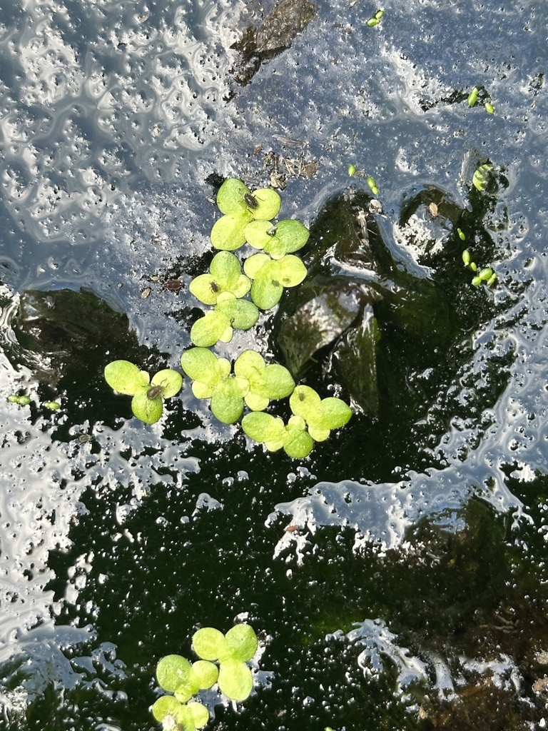 Duckweed