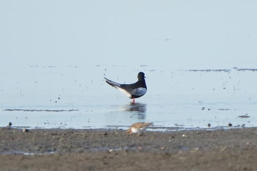 iNaturalist image