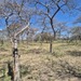 Acacia erythrantha