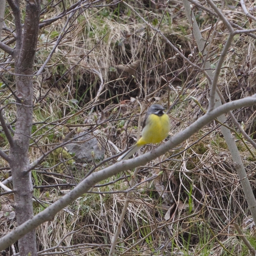 iNaturalist image