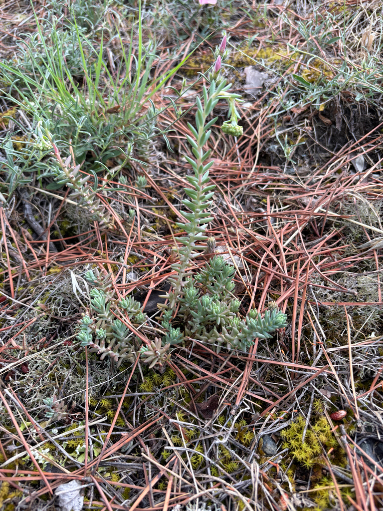 Petrosedum monteferraticum