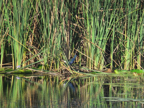 iNaturalist image