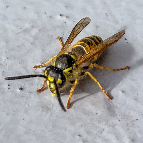 Common wasp