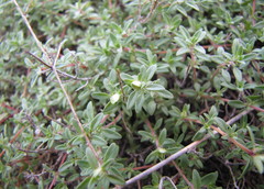 Thymus calcareus