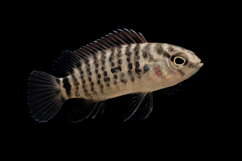 Khwae chameleonfish (Badis khwae) — Badidae — 4