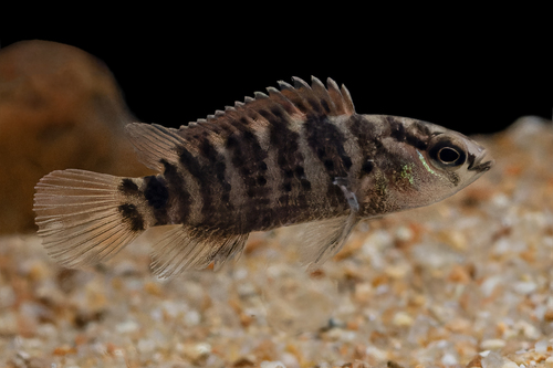Khwae chameleonfish (Badis khwae) — Badidae