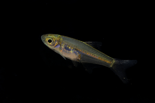 Green neon rasbora (Microdevario kubotai) — Cyprinidae — 5