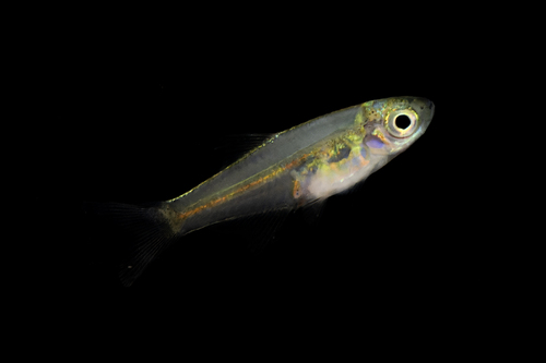 Green neon rasbora (Microdevario kubotai) — Cyprinidae — 3
