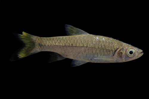Gangetic scissortail rasbora (Rasbora rasbora) — Cyprinidae — 3
