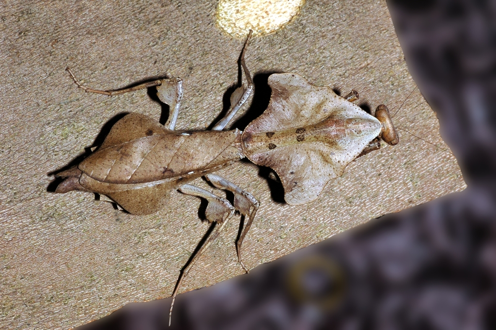 Mante feuille morte de Malaisie (Deroplatys lobata)