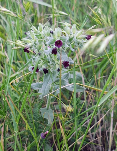 Brown Monkwort