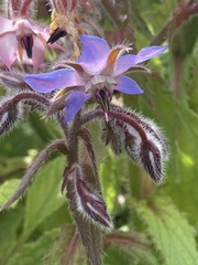 Borago