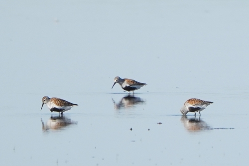 iNaturalist image