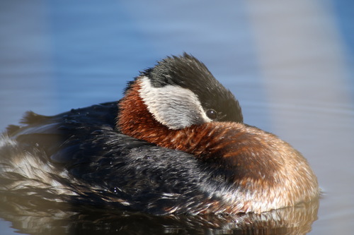 Somormujo cuellirrojo (Podiceps grisegena)