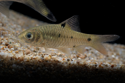 Rhombic Barb
