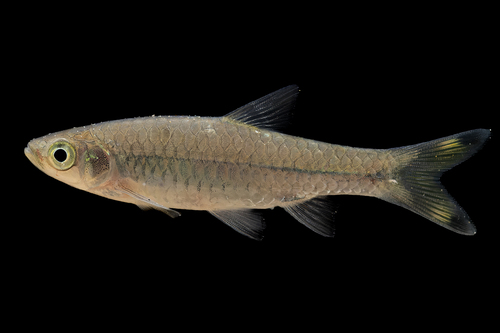 Gangetic scissortail rasbora (Rasbora rasbora) — Cyprinidae — 4
