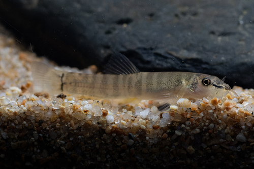 Sumo Loach
