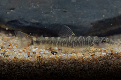 Burmese Border Sand Loach