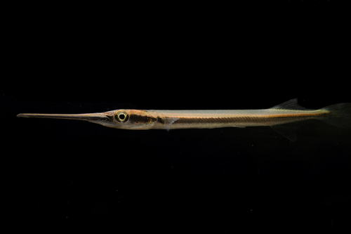 Indochinese Needlefish