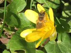 Andrena haemorrhoa