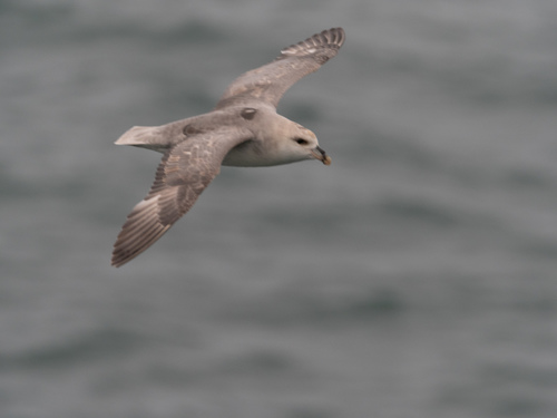Northern Fulmar (glacialis)