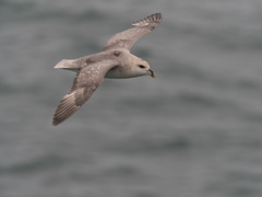 Fulmarus glacialis glacialis