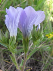 Linum hirsutum
