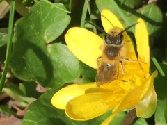 Andrena haemorrhoa
