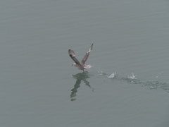 Fulmarus glacialis glacialis