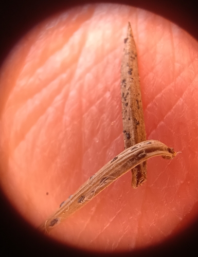 Lophodermium juniperinum, 2026-06-05