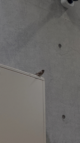 Passer montanus saturatus