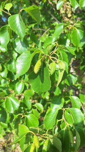 Betula davurica, photograph 4